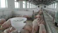 Успешная поставка племенных свиней Genesus в Китай для корпорации Wens Foodstuff Group